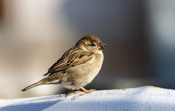 The sparrow, a tiny marvel of nature, flits and chirps with boundless energy. Its brown plumage adorned with subtle patterns, it possesses a curious charm that belies its small size.