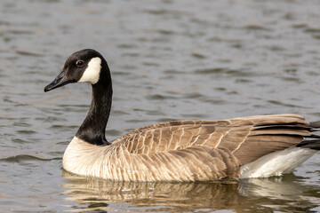 country goose swimming in water
