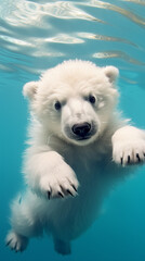 Adorable Young Polar Bear Swimming in Turquoise Water
