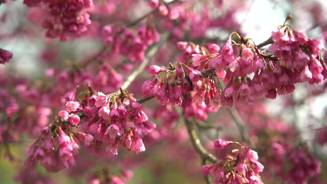 A blossoming sakura branch sways slightly in the wind. pink flowers in spring. bees on cherry blossoms