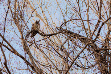 Owls that inhabit dry branches in winter
