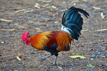 Rooster in Maui, HI, November