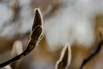 Magnolia flower buds that have not yet bloomed against a black background