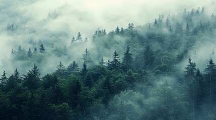 Misty forest in the mountains.