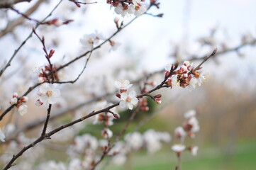 Closeup of white blossoms on a twig in natural landscape