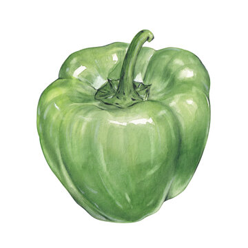 Watercolor green bell pepper illustration, hand drawn vegetable