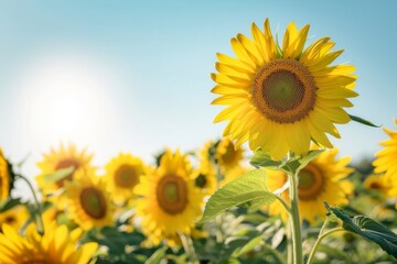 Fototapeta premium Sunflower in field with sunlight. Summer landscape concept. Beauty of nature. Design for wallpaper, banner