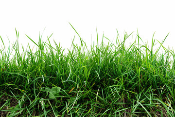 Obraz premium Isolated path of green grass on a white background