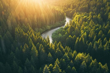Aerial view of forest with river. Summer landscape concept. Beauty of nature. Design for wallpaper,...