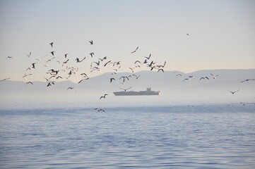 Seagulls flying over sea and in the background is the ship and Cres island,Croatia. Flock of...