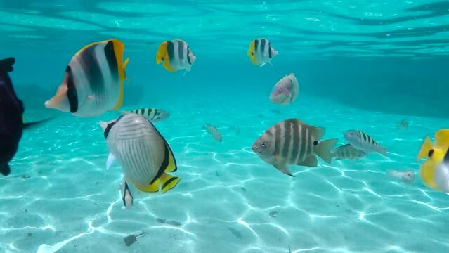 Various tropical fish underwater in the lagoon of Moorea in French Polynesia, natural scene, south Pacific ocean