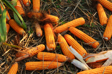 Ripe corn on the cob lying on the ground in the field