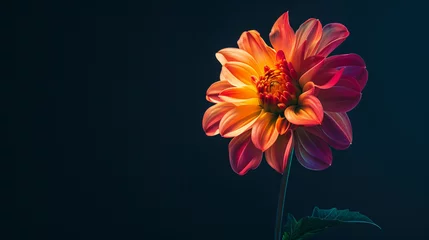 Zelfklevend Fotobehang Radiant Dahlia Against Dark © TY