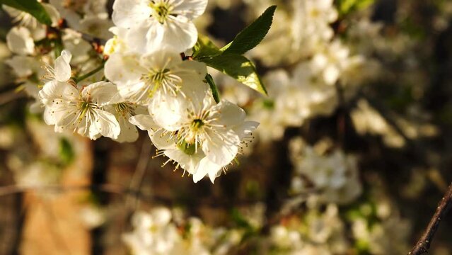 Prunus cerasus (sour cherry, tart cherry, or dwarf cherry ) is Prunus in subgenus Cerasus (cherries), native to much of Europe and southwest Asia. It is closely related to sweet cherry (Prunus avium)