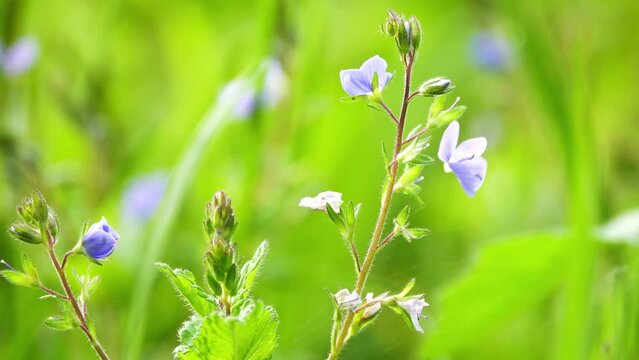 Veronica chamaedrys, the germander speedwell, bird's-eye speedwell, or cat's eyes, is a herbaceous perennial species of flowering plant in the plantain family Plantaginaceae.