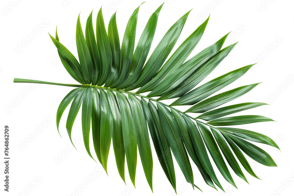 Poster clipping path for palm leaf isolated on white background