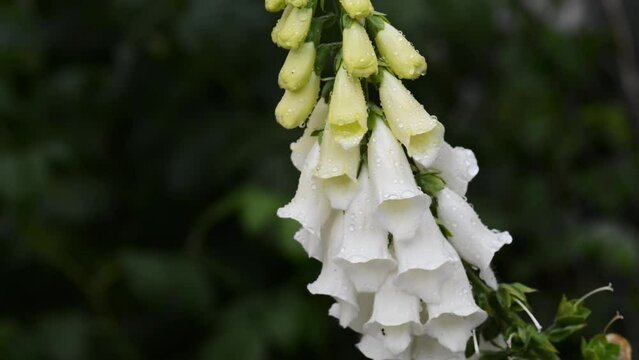Digitalis white. Digitalis is a genus of about 20 species of herbaceous perennials, shrubs, and biennials commonly called foxgloves.