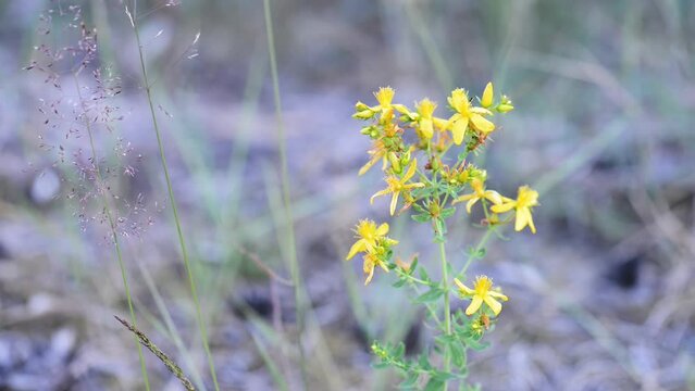 Hypericum perforatum, known as perforate St John's-wort, common Saint John's wort, is a flowering plant in the family Hypericaceae. St. John's wort has been used in alternative medicine.
