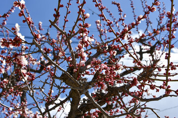 咲き始めた梅の花