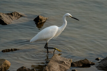 Egret standing in the water