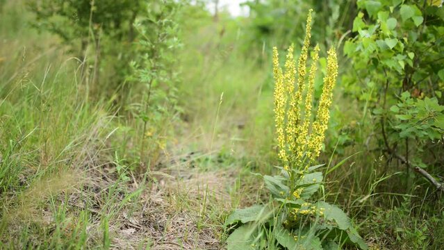 Verbascum thapsus, the great mullein, greater mullein, or common mullein, is a species of mullein native to Europe, northern Africa, and Asia, and introduced in the Americas and Australia.