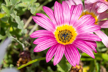 Obraz premium Radiant Pink: African Daisy or Gazania rigens Dazzling in Pink Hues.