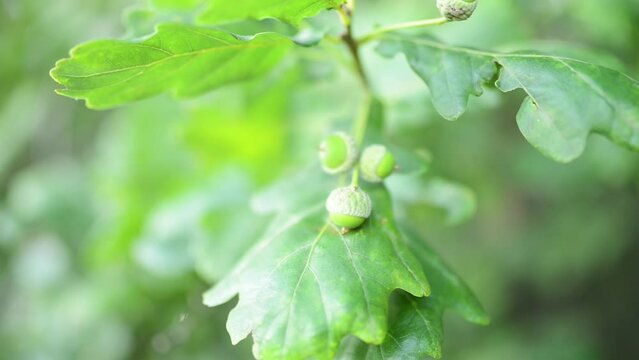 Acorns and young green oak leaves. Quercus robur, common, pedunculate, European or English oak, is species of flowering plant in beech and oak family, Fagaceae.
