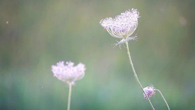 Daucus carota, whose common names include wild carrot, bird's nest, bishop's lace, and Queen Anne's lace (North America), is a white, flowering plant in the family Apiaceae.