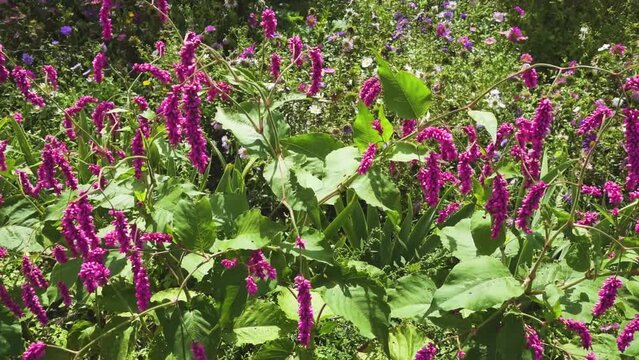 Persicaria orientalis is a species of flowering plant in the family Polygonaceae, known as kiss-me-over-the-garden-gate and princess-feather. It was first described by Carl Linnaeus in 1753.