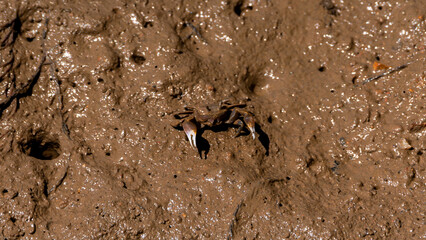 Small crabs on the mudflats