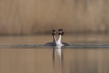 Great Crested Grebe (Podiceps cristatus) courtship on a lake in the Somerset Levels, Somerset,...