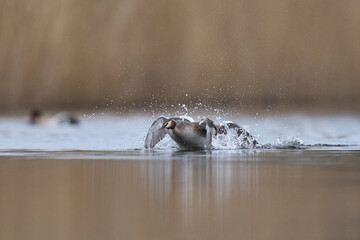 Great Crested Grebes (Podiceps cristatus) fighting over territory during the start of the breeding...