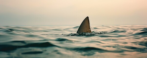 A lone shark fin cuts through the tranquil surface of the ocean in a serene yet eerie natural scene