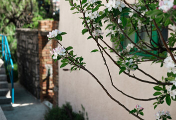 Fototapeta na wymiar fruit tree blossom near the country house wall, spring in the village