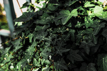 hedera, ivy climber plant, outdoor shadow sunny view