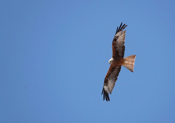 A red kite, milvus milvus, flying high in a clear blue sky and looking down searching for prey on the ground. 