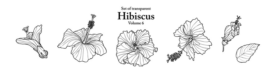 A series of isolated flower in cute hand drawn style. Hibiscus in black outline and white plain on transparent background. Drawing of floral elements for coloring book or fragrance design. Volume 6. © Plawarn