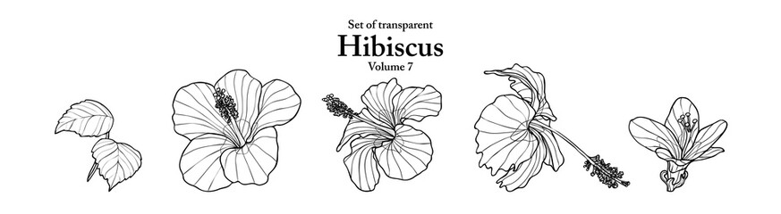 A series of isolated flower in cute hand drawn style. Hibiscus in black outline and white plain on transparent background. Drawing of floral elements for coloring book or fragrance design. Volume 7. © Plawarn