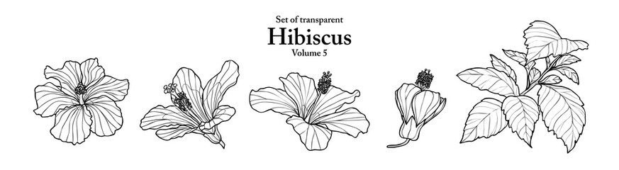 A series of isolated flower in cute hand drawn style. Hibiscus in black outline and white plain on transparent background. Drawing of floral elements for coloring book or fragrance design. Volume 5. © Plawarn