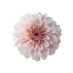 Pink aster flower. Isolated photo with transparent background.
