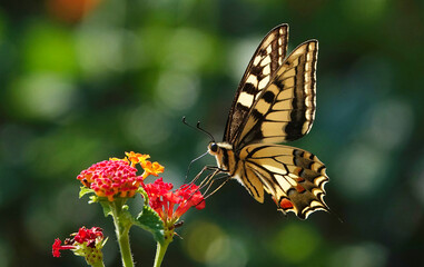 An old world swallowtail butterfly perching on lantana camera in the wild on a Mediterranean island. 
