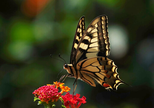A common yellow swallowtail butterfly perching on brightly coloured lantana camara in a garden on the island of Minorca. 