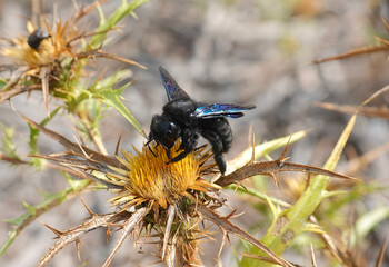 A violet carpenter bee, xylocopa violacea, feeding on a clustered carline thistle in a nature reserve on the Mediterranean island of Minorca, Spain. 