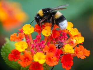 A closeup of a buff tailed bumblebee, bombus terrestris, collecting pollen from lantana camara flowers on the Mediterranean island of Minorca, Spain. 