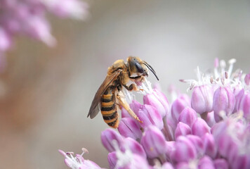 A beautiful closeup of a bee feeding on allium flowers in a Mediterranean garden. 