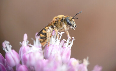 A closeup of a bee eating pollen from allium in a Mediterranean garden. 