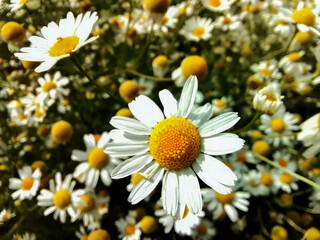 Fototapeta premium daisies in a field