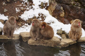 Obraz premium Japanese macaques in Snow Monkey Park. Japan.