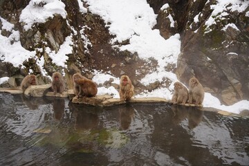 Japanese macaques in Snow Monkey Park. Japan.