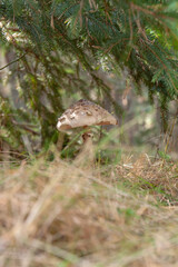 Grown forest mushroom